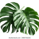 澳门贵宾厅的美食之旅:品味世界各地的美味佳肴 qeyqdz5ers