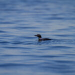 NBA常规赛焦点对决:爵士主场迎战勇士,谁能笑到最后? 3c63gg0